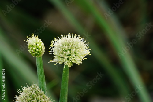 Close-up of Allium fistulosum flower blooming photo