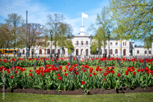Tulips and Fritillaria Persica blooming in Carl Johans Park in front of the railway station during early May 2024 in Norrköping, Sweden. Norrköping is a historic industrial town in Sweden.