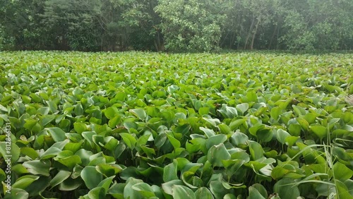 view of a lake full of water hyacinth or eichhornia crassipes with pine trees blowing in the wind photo
