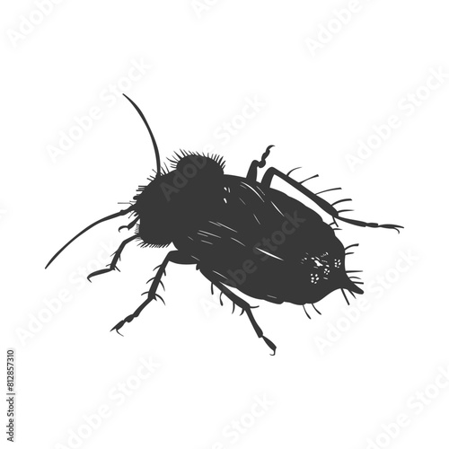 Silhouette lice animal black color only