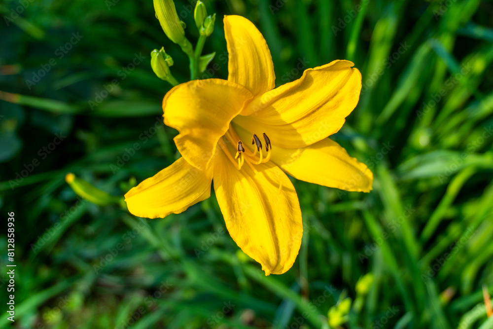Yellow Lily or Hemerocallis or April Rose Flower Blooming under morning sunlight Exclusive on Adobe Stock Yellow Lily or Hemerocallis or April Rose Flower Blooming under morning sunlight Exclusive on Adobe Stock