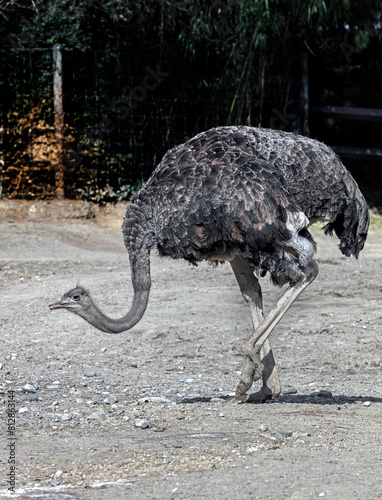 African ostrich walking in its eclosure. Latin name - Struthio camelus	