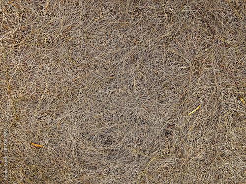 The dried pine leaves fall down on the floor. Brown nature background of autumn fallen pine needles and leaves in a fall season forest. natural backdrop for concept and design. Fallen twigs on ground. photo