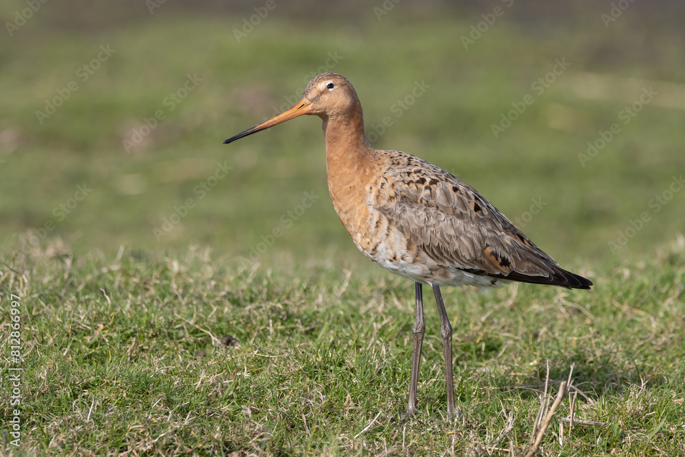 Blacktailed gotwit Blacktailed gotwit