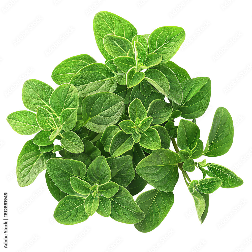 Fresh oregano herb leaves. Isolated on white background. Fresh oregano herb leaves. Isolated on white background.