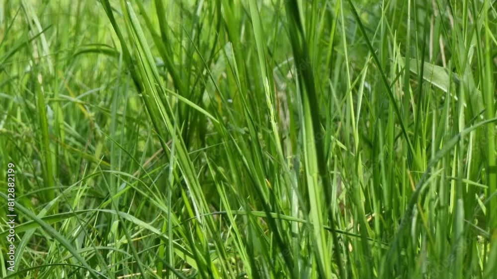Close-up grass, capturing the intricate details of each blade. The grass is lush and green, showing signs of healthy growth. The scene radiates with a vibrant energy, emphasizing the vitality Close-up grass, capturing the intricate details of each blade. The grass is lush and green, showing signs of healthy growth. The scene radiates with a vibrant energy, emphasizing the vitality