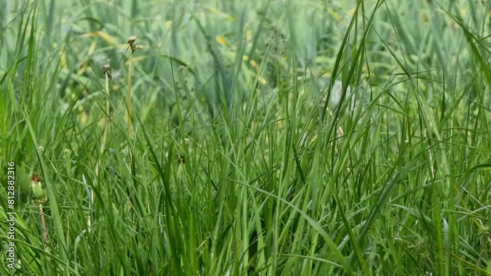 Green grass in the meadow. Nature background. Green grass. Green grass in the meadow. Nature background. Green grass.