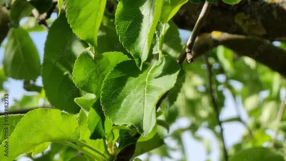 Close-up of green apple leaves on a tree branch with a blue sky in the background. Close-up of green apple leaves on a tree branch with a blue sky in the background.
