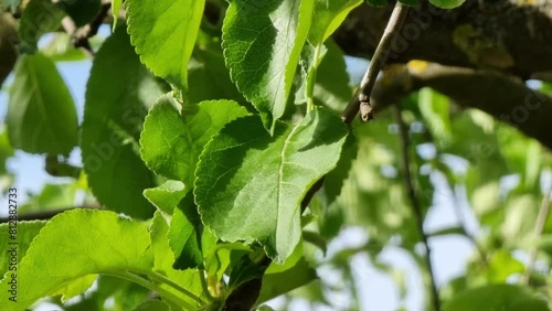 Close-up of green apple leaves on a tree branch with a blue sky in the background.