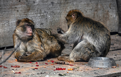 Barbary macaques on the board. Latin name - Macaca sylvanus	 photo