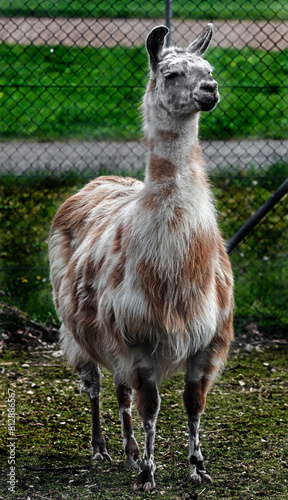 Red and white llama near the fence. Latin name - Lama glama	