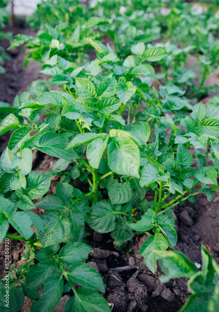 A vegetable garden with potatoes in the countryside. The potatoes are planted in long rows. A vegetable garden with potatoes in the countryside. The potatoes are planted in long rows.