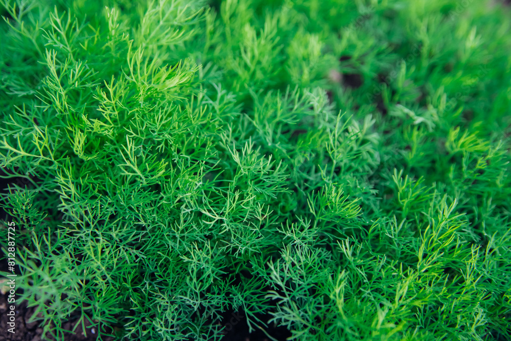 Green dill leaves in the garden. Organic farm. Healthy eating. Foods rich in vitamins. Agricultural industry. Natural background. Fragrant seasoning. Green dill leaves in the garden. Organic farm. Healthy eating. Foods rich in vitamins. Agricultural industry. Natural background. Fragrant seasoning.