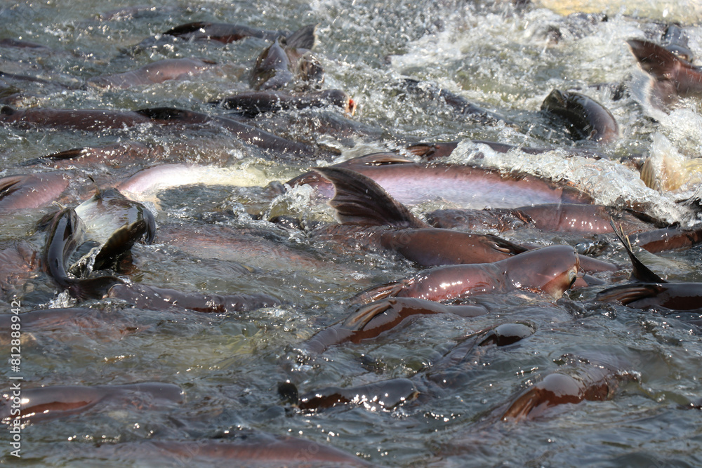 Fototapeta premium Fish in the pond for cooking