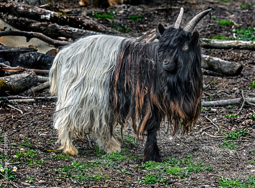 Wallis black and white domestic goat on the lawn in its enclosure	