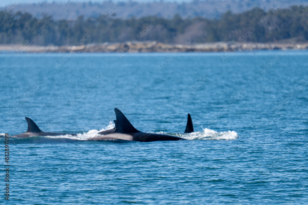 Fototapeta premium Transient orcas swimming