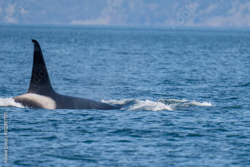 Transient orca swimming