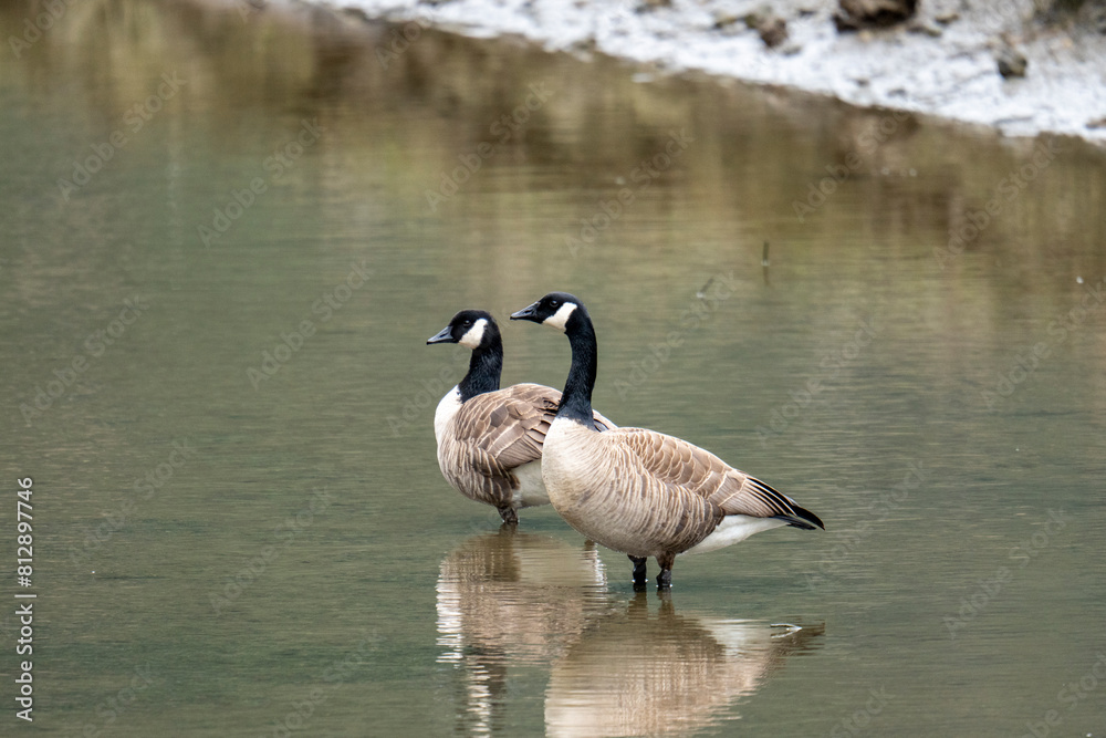 Canadian geese standing on pond Canadian geese standing on pond