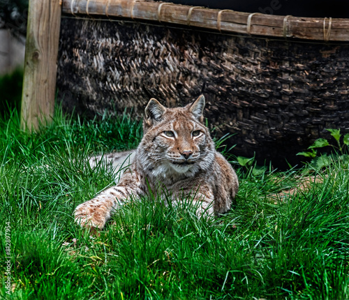Lynx on the lawn. Latin name - Lynx lynx	