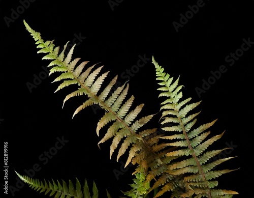 fern leaves on a black background