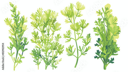 Hand drawn colorful bush of fennel micro-green spro