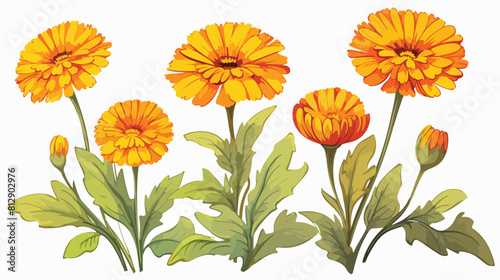 Hand drawn colorful calendula flowers with leaves s