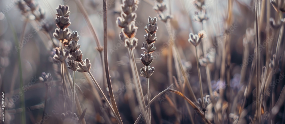 Serene Lavender Field in Golden Evening Light Serene Lavender Field in Golden Evening Light