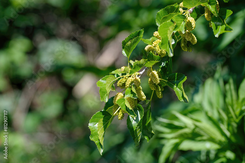Close-up of a rope berries of white mulberry, morus alba on the tree