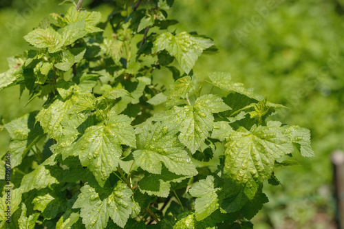 Juicy bright green currant leaves in spring in the garden