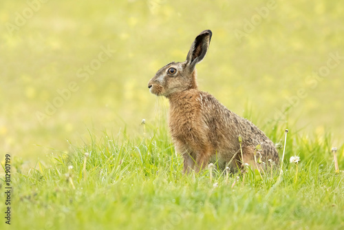 European brown hare , lepus europaeus, with ears up, sideview, morning light, soft  pastel colored background photo