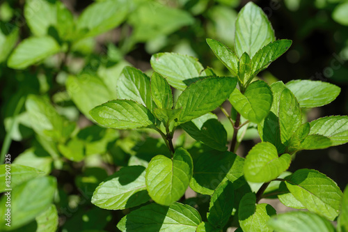 Close-up shoot of green peppermint plant. Mentha piperita