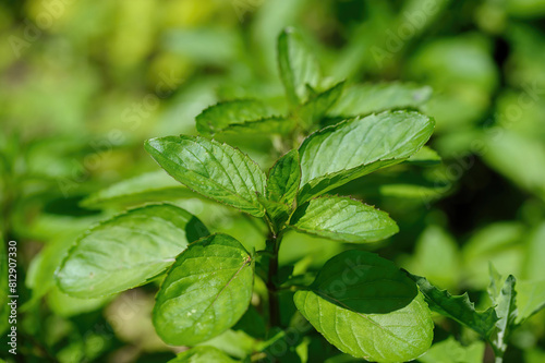 Close-up shoot of green peppermint plant. Mentha piperita