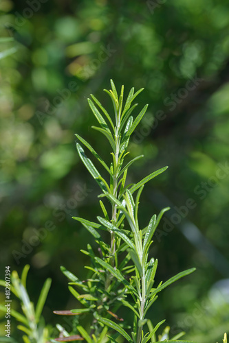 Fresh Organic flavoring Rosemary plants growing