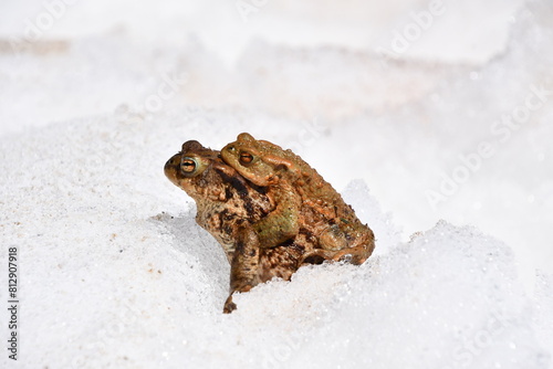 Common toads / European toads (Bufo bufo) on snow
