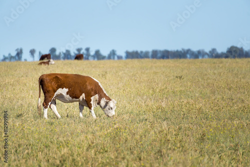 brown and white Polled Hereford cow grazing in a field. Wide copy space