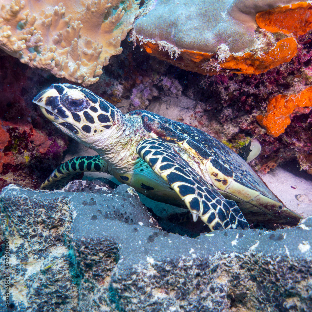 Fototapeta premium La pequeña tortuga me observa inquieta