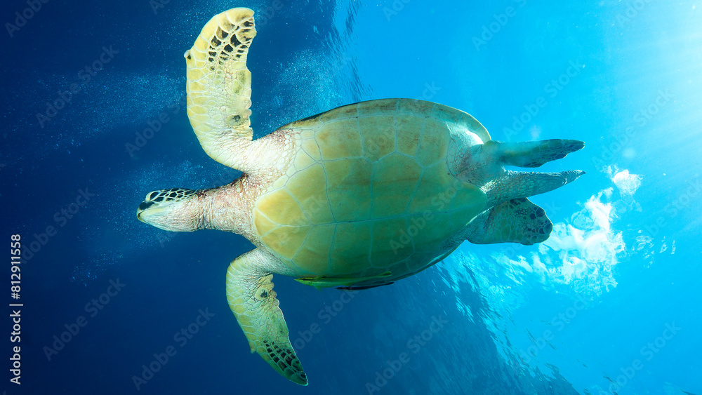 Obraz premium Tortuga marina al contraluz