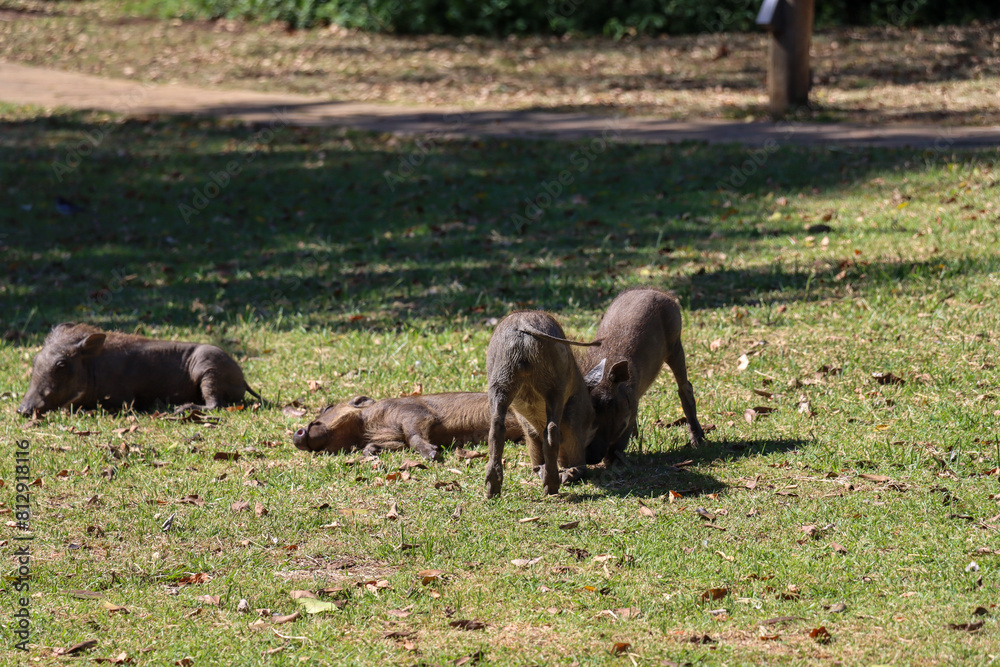 Baby warthog playing in the grass Baby warthog playing in the grass