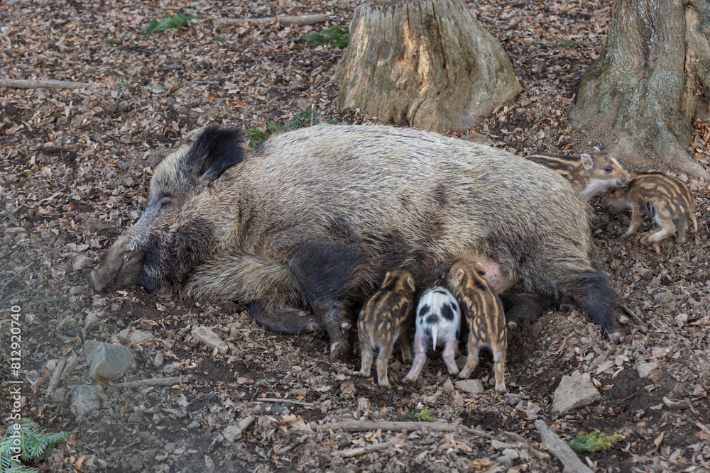 Wild boar - Sus scrofa - in the forest and by the in its natural habitat. Photo of wild nature. Wild boar - Sus scrofa - in the forest and by the in its natural habitat. Photo of wild nature.