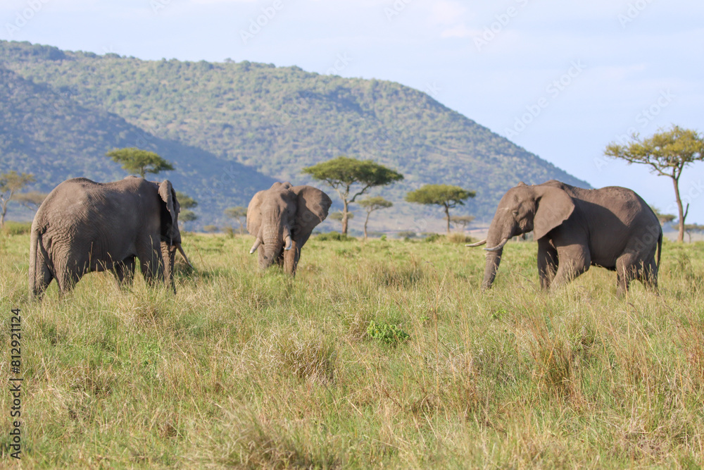 herd of elephants in the Masai Mara savannah