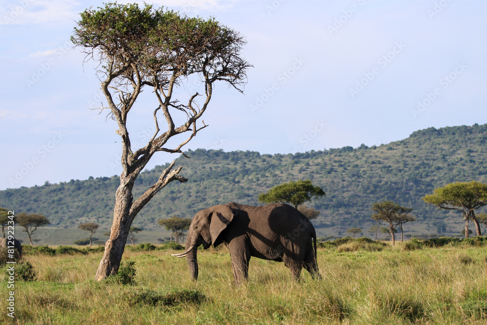 Fototapeta premium elephant in the savannah close to a tree