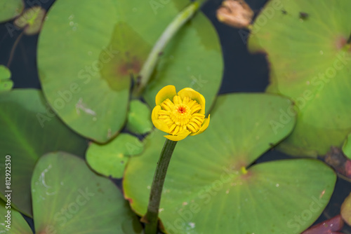 黄色いコウホネの花 photo