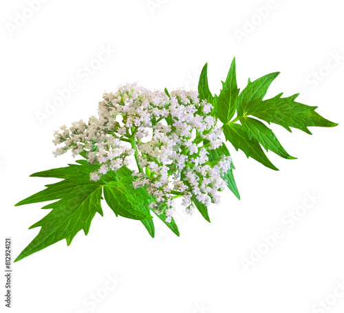 Valerian herb flower sprigs isolated on white background