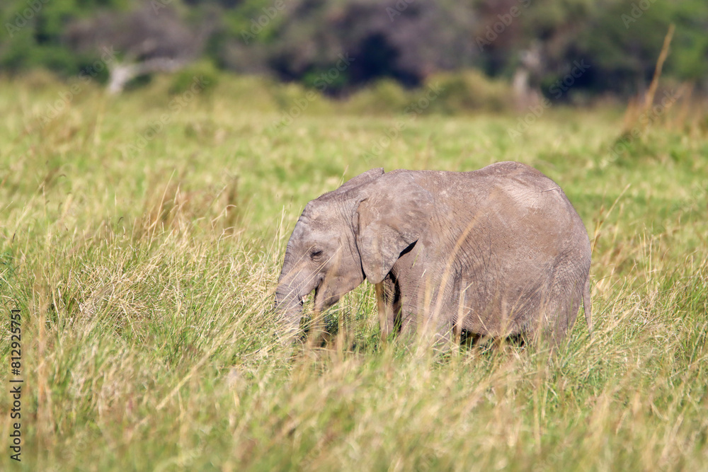 Fototapeta premium Baby elephant in the grass