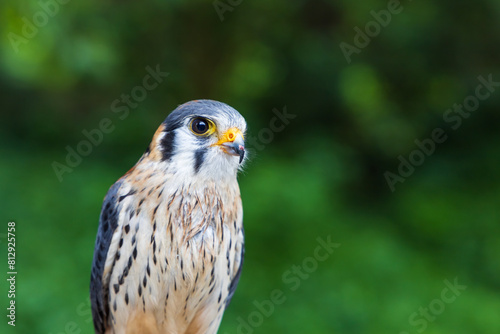 Beautiful little predator Sparrowhawk - Falco sparverius led by a falconer. photo