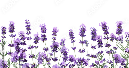 Wallpaper of lavender flowers on a transparent background with copy space for text