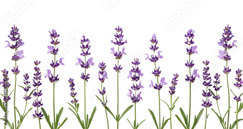 Wallpaper of lavender flowers on a transparent background with copy space for text