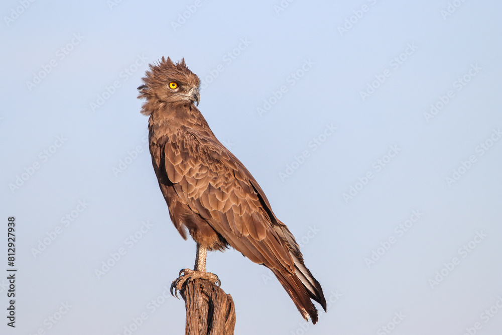 Semi-closed eye of a brown snake eagle Semi-closed eye of a brown snake eagle