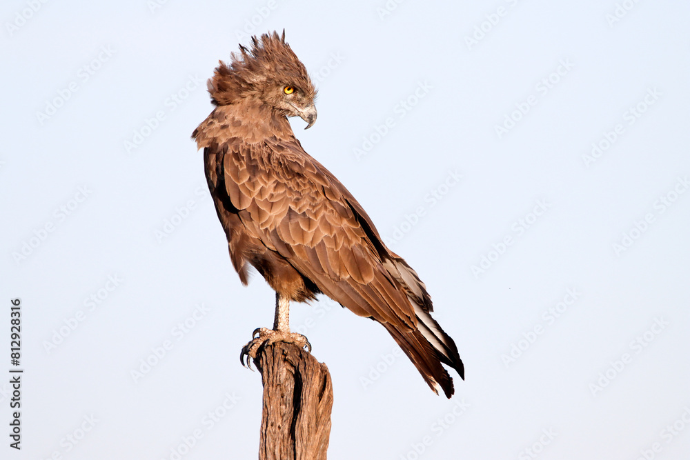 Fototapeta premium Portrait of a brown snake eagle
