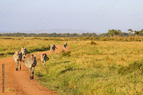 Zebras approaching on Masai Mara national park country road